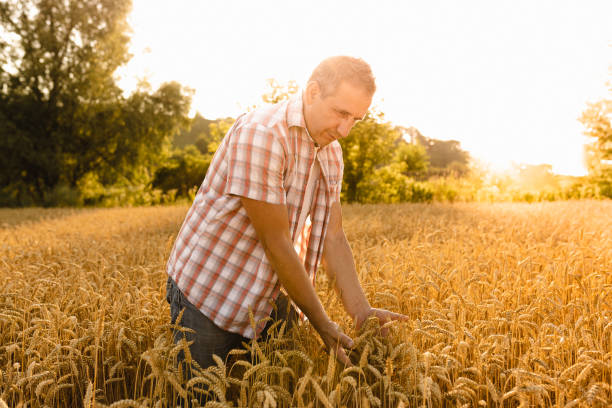 istock Farmer in a wheat field 1363550627