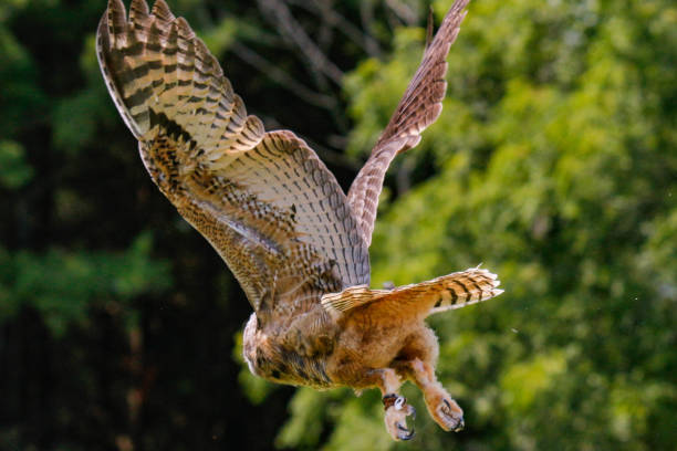 istock baby great horned owl learns to fly 1363551389