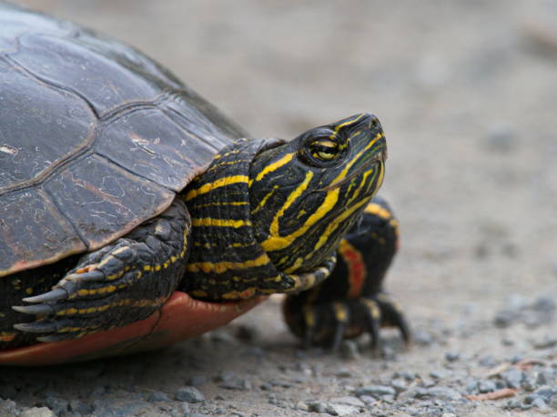 istock Closeup of a Western Painted Turtle 1363552086