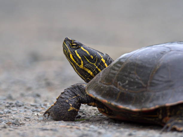istock Closeup of a Western Painted Turtle 1363552088