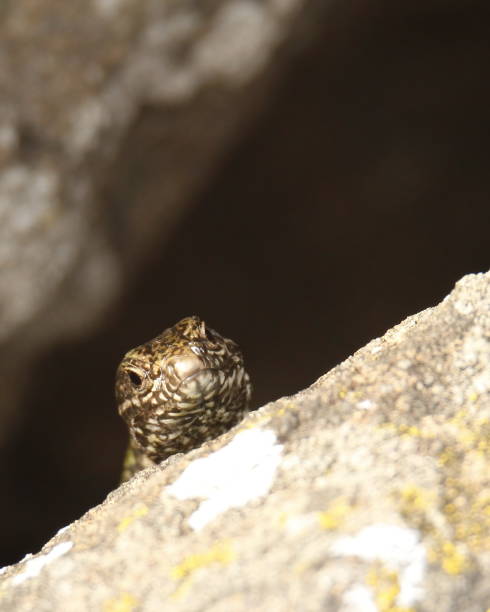 istock A European Wall Lizard peeking over a rock 1363552089