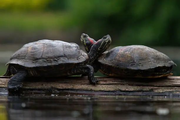 A pair of two Red-eared slider turtles resting their heads on each other while sitting on a log in a lake or pond.