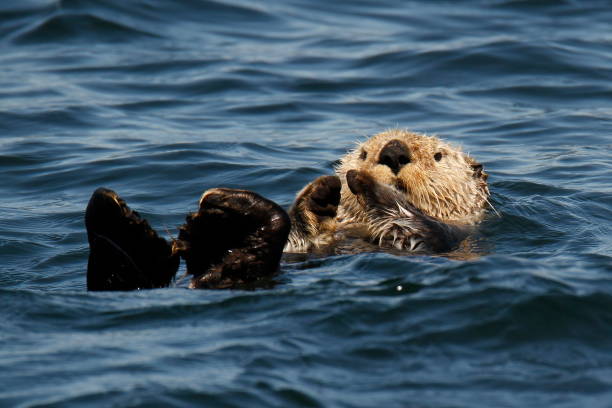 istock Sea Otter floating in the water 1363552113