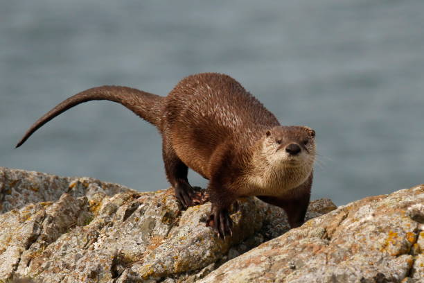 istock North American River Otter walking on a rocky shore 1363552115