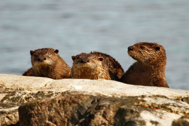 istock Three North American River Otters in a row 1363552129