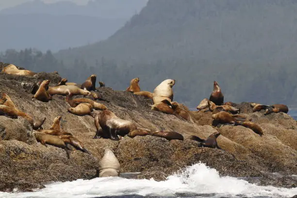 A group of Steller Sea Lions (Eumetopias jubatus) sitting on a small rocky island off Vancouver Island in the Pacific Rim National Park Reserve