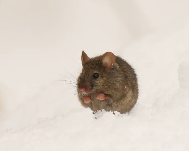 istock A small Roof Rat in the snow 1363552148