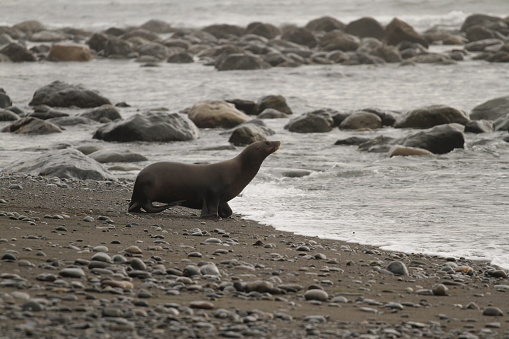 A sea lion on the beach shore along the ocean and a rocky coast on Vancouver Island, BC, Canada