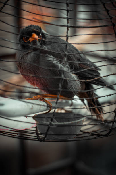 istock The beautiful shalik bird in cage. 1363552318