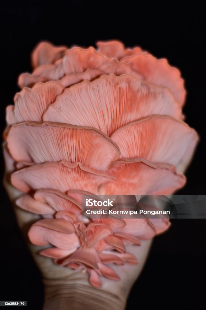 Beautiful pink oyster mushroom, Pleurotus djamor cultured in organic farm with black background Agriculture Stock Photo