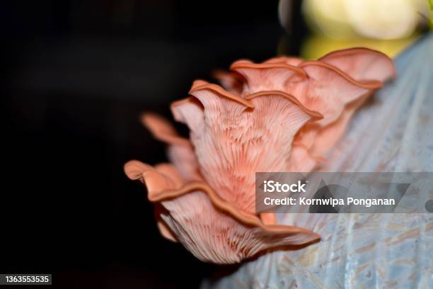 Beautiful Pink Oyster Mushroom Pleurotus Djamor Cultured In Organic Farm With Black Background Stock Photo - Download Image Now