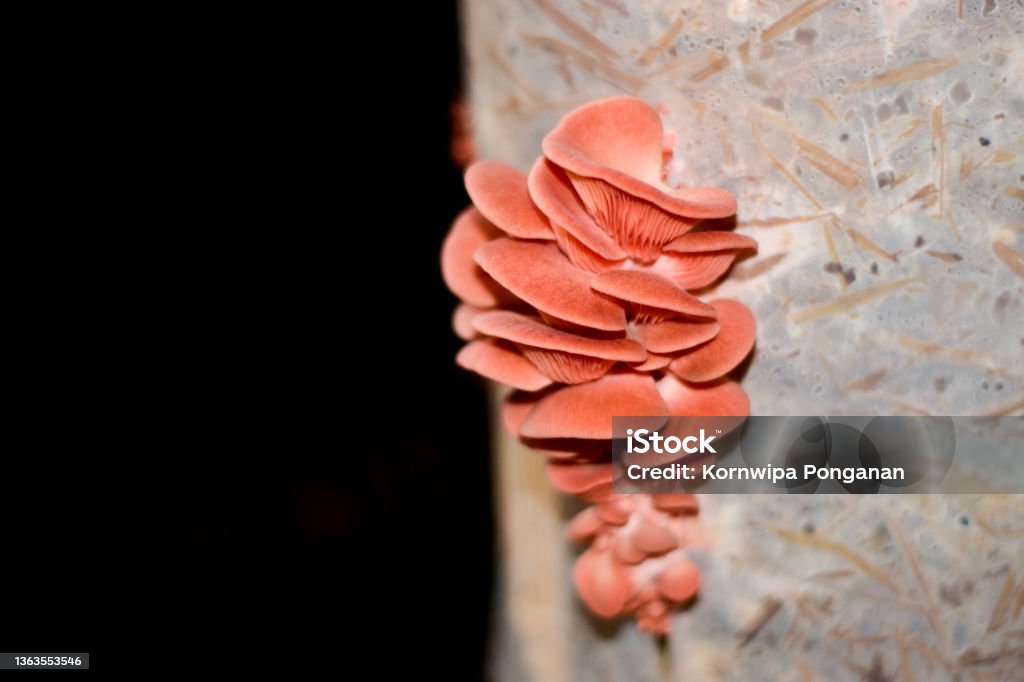 Beautiful pink oyster mushroom, Pleurotus djamor cultured in organic farm with black background Oyster Mushroom Stock Photo