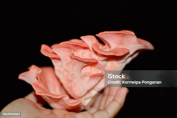 Beautiful Pink Oyster Mushroom Pleurotus Djamor Cultured In Organic Farm With Black Background Stock Photo - Download Image Now