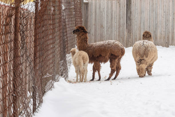 istock Alpaca behind net in nature reserve in winter 1363554253