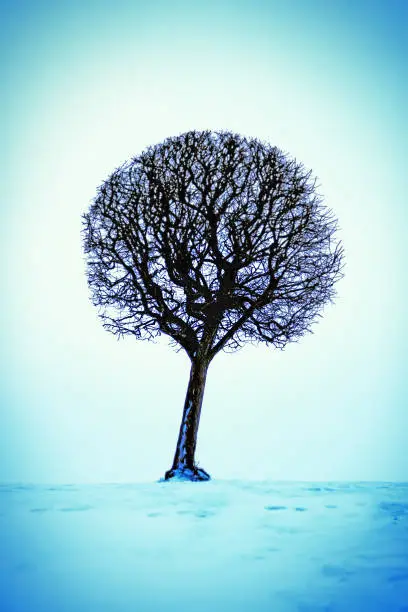 Vignetting and Toned Photo of Tree on the Snow