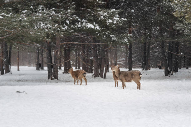 istock Altai wapitis (marals) in snowy winter forest in nature reserve 1363554322