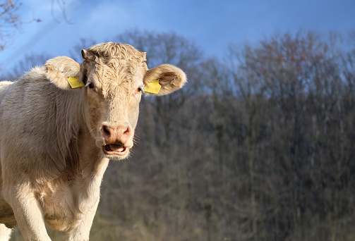 Portrait of a cow in shade, close-up, with sunlit background. In Connecticut's Litchfield Hills, autumn.