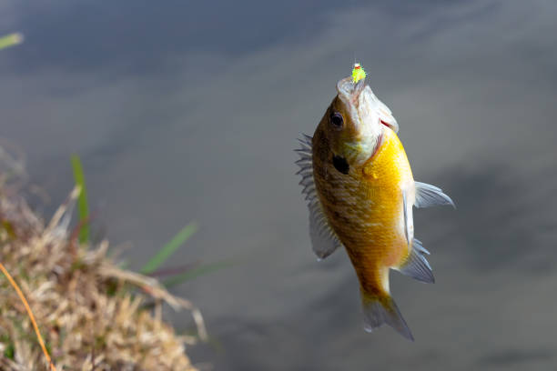istock Fish caught by hook while fishing in pond 1363554385