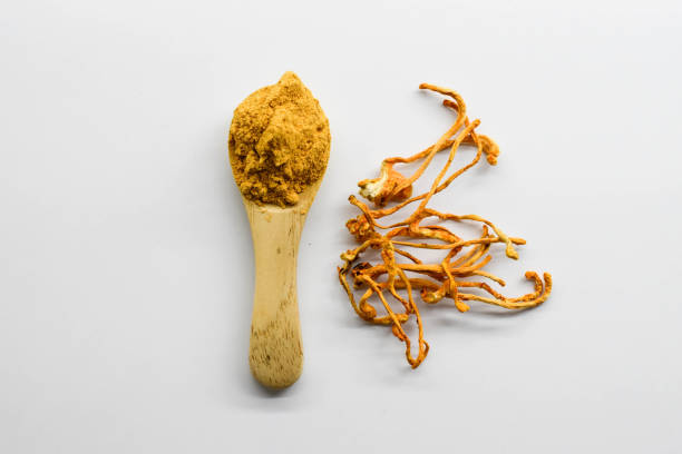 Yellow powder (Cordyceps militaris) in wooden spoon on white background.