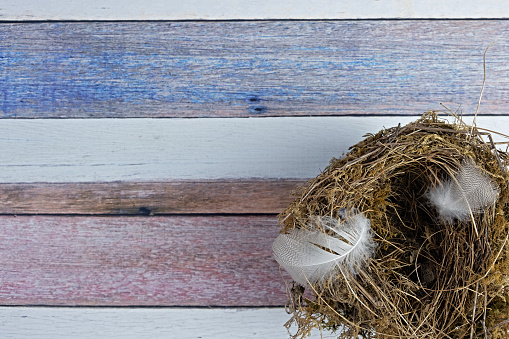 close up of a bird nest with feathers on wooden background