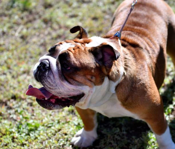 istock Dog breed American Bulldog 1363555355