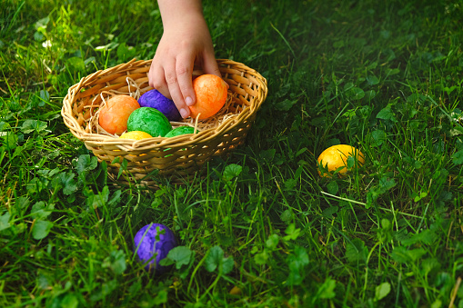 Collecting Easter eggs.Easter Egg Hunt. Child collects Easter eggs in a basket in the spring garden.Colorful easter eggs. Religious holiday tradition.