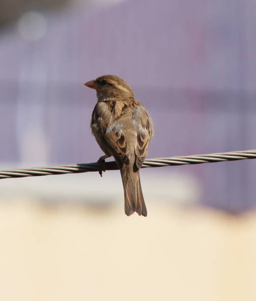 istock sparrow sitting on electric line 1363557173