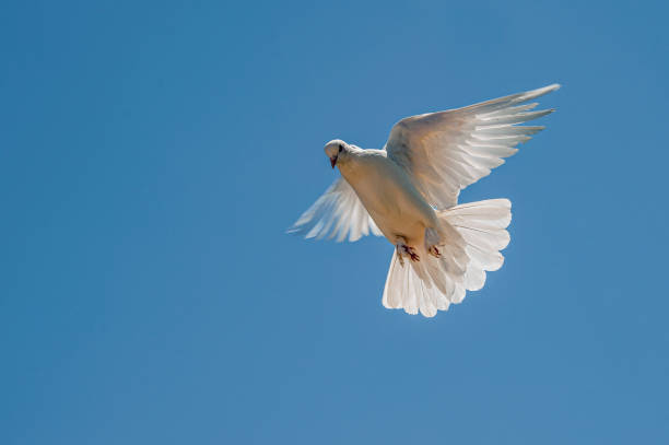 istock The tumbling white dove flies through the air. 1363558212