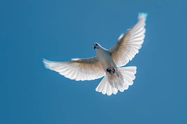 istock The tumbling white dove flies through the air. 1363558229