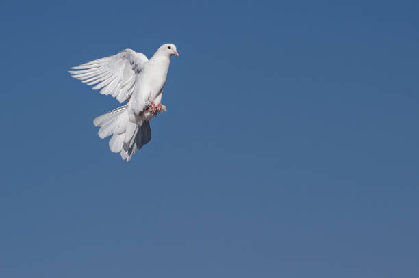 istock The tumbling white dove flies through the air. 1363558832