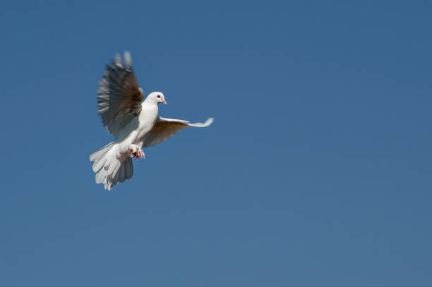 White pigeon, blurred motion