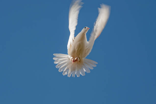 istock The tumbling white dove flies through the air. 1363558904