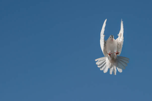 istock The tumbling white dove flies through the air. 1363558912