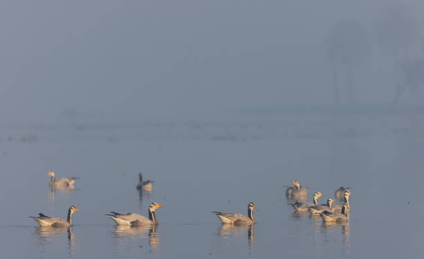 istock Bar-headed goose duck in the forest 1363559798