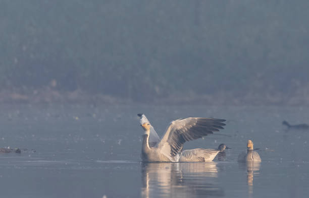 istock Bar-headed goose duck in the forest 1363559822
