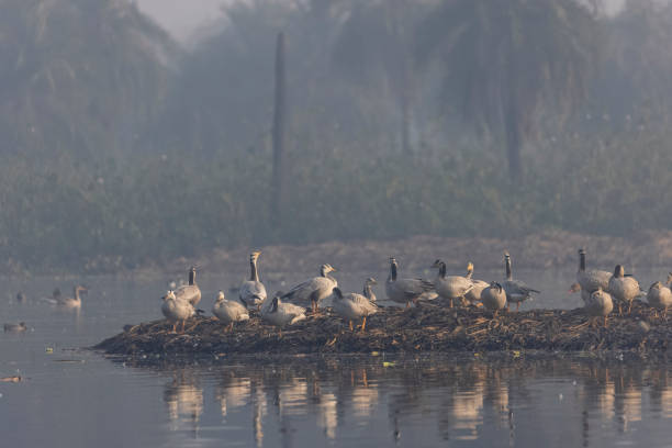 istock Bar-headed goose duck in the forest 1363559924