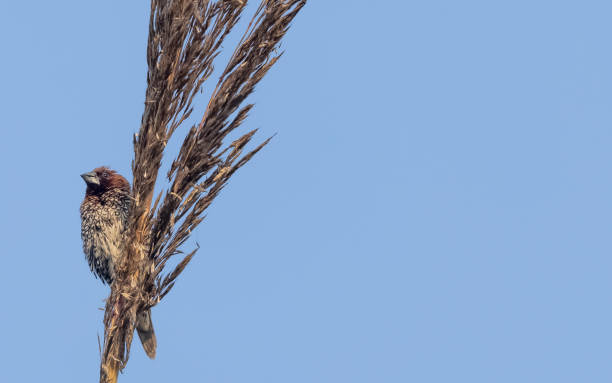 istock Scaly-breasted finch bird 1363559937