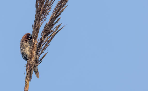 istock Scaly-breasted finch bird 1363559938