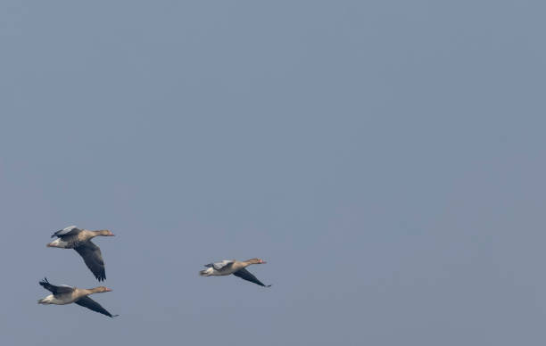 istock Greylag goose duck  in flight 1363560124