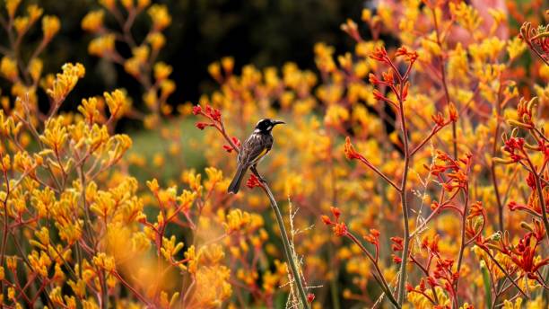 istock A honeyeater sitting on a flower 1363560915