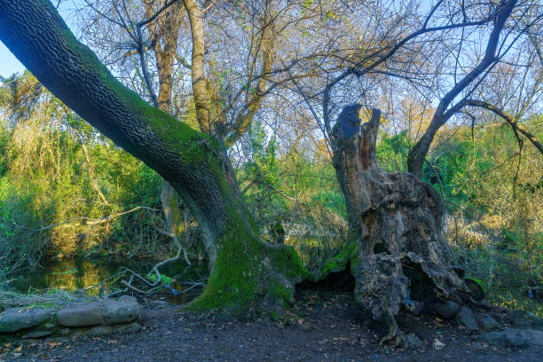 fresno grande y viejo de hojas estrechas, reserva natural de tel dan - winnie the pooh fotografías e imágenes de stock