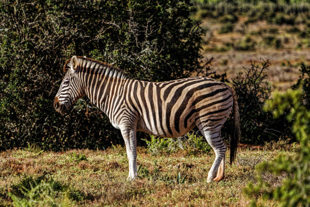 istock Side view of Zebra with coat covered in red dust 1363562673