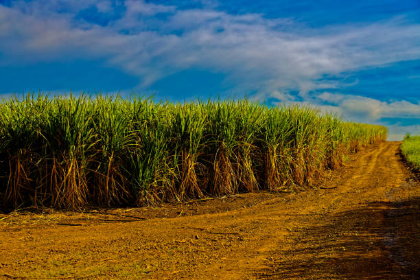 View of sugar cane fields near Murwillumbah, New South Wales