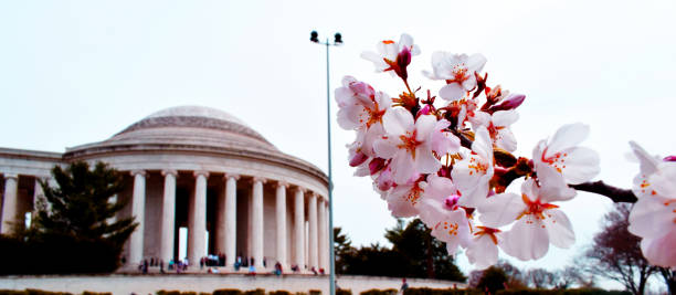 istock Cherry Blossom at the Thomas Jefferson Memorial 1363563641