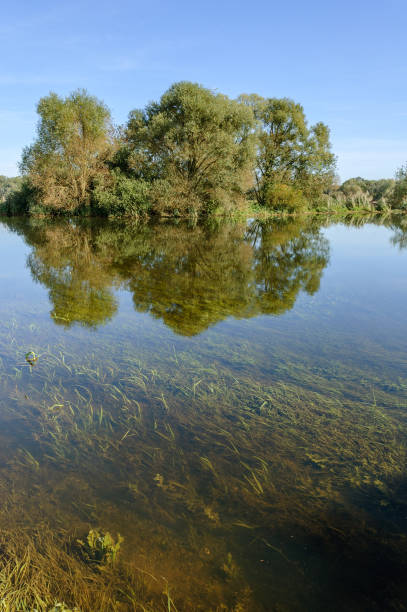 istock Flood in a meadow during the summer. 1363563686