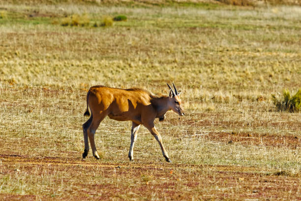 istock Young Eland calf in  field 1363563729
