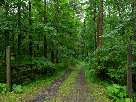 Lush wooded area with dirt road