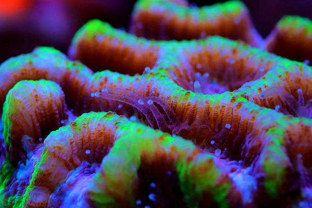 istock Maze Brain LPS Coral - Platygyra sp. 1363565629