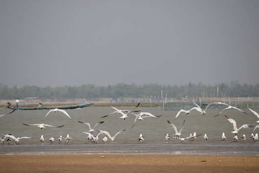 Chilika lake sea mouth Island is a brackish water lagoon, spread over the Puri, Khurda, and Ganjam districts of Odisha state, India.