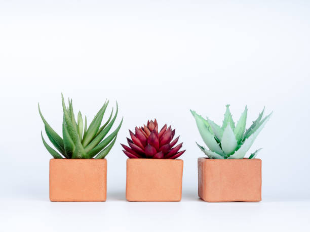 istock Three succulent plants, green and red in terra cotta planters isolated on white background. Three terracotta plant pots, box shape. 1363568443